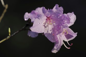 Early spring alpine rose (Rhododendron praecox), flowers, ornamental plant, North Rhine-Westphalia,