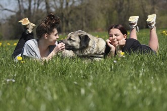 Kangal, Anatolian guard dog, lying with two girls in a dandelion (Taraxacum) Allgäu, Bavaria,