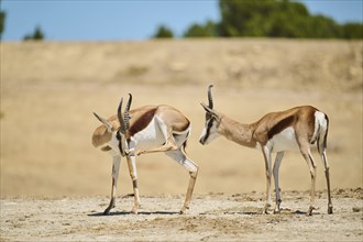 Springboks (Antidorcas marsupialis), standing in the dessert, captive, distribution Africa