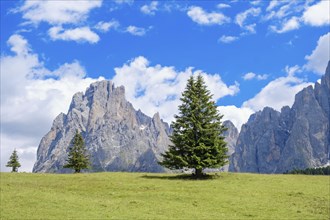 Landscape view from a alp meadow with spruce trees at the Langkofel Group in the Dolomites