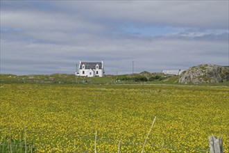 Lonely white house stands in the middle of a yellow flower meadow under a cloudy sky, Iona, Inner