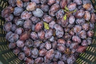 Fresh plums (Prunus domestica) in a basket, Bavaria, Germany, Europe