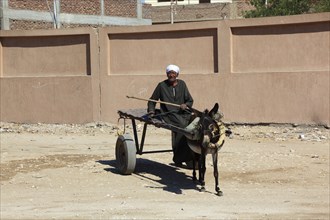 Man with donkey cart, donkey team in Luxor, West-Luxor, Africa, Egypt, Africa