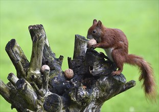 Squirrel (Sciurus) eats nuts