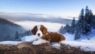 KI generated, dog, dogs, puppy, one, two, three, play, snow, winter, autumn leaves, blue sky,