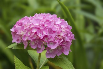 Hydrangea, Hydrangea, North Rhine-Westphalia, Germany, Europe