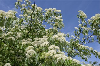 Flowering Giant dogwood, Bavaria, Germany, Europe