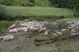 Resting, freshly shorn sheep in a nature reserve in Franconian Switzerland, Bavaria, Germany,