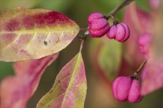 European spindle bush (Euonymus europaeus), Emsland, Lower Saxony, Germany, Europe