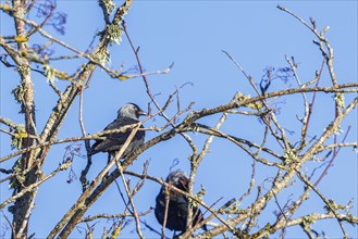 Western jackdaw (Coloeus monedula) sitting on branch in a treetop in the sunshine with a clear blue