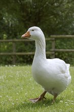 Emden goose or Emden goose (Anser anser forma domestica), free-range domestic goose, North