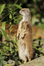 Yellow mongoose (Cynictis penicillata), captive, occurrence in Africa