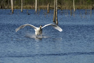 Mute swan (Cygnus olor), adult bird approaching, subsidence area, Bottrop, Ruhr area, North