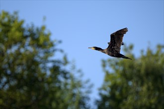 Great cormorant (Phalacrocorax carbo), in flight, subsidence area, Bottrop, Ruhr area, North