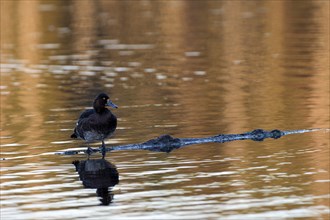 Tufted Duck (Aythya fuligula), female, resting, in a subsidence area, Bottrop, Ruhr area, North