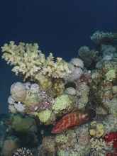 Jewelled grouper (Cephalopholis oligosticta), broccoli tree (Litophyton arboreum) and various stony