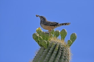 Cactus wren (Campylorhynchus brunneicapillus), adult, on saguaro cactus, feeding, with prey,