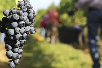 Grape grape harvest: Hand-picking Pinot Noir grapes in the Palatinate