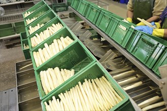 Agriculture asparagus washing and sorting with washing machine and sorting machine on a farm in