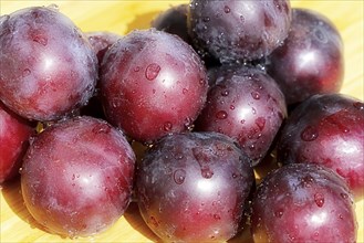 Plums, damsons