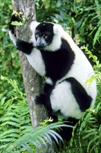 Black lemurs, lemurs, Madagascar, Madagascar, Africa