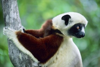 Crown sifaka, Madagascar, Coquerels crown sifaka, Prophitecus verreauxi coquereli, Madagascar,