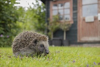 European hedgehog (Erinaceus europaeus) adult animal on an urban garden grass lawn with a shed in