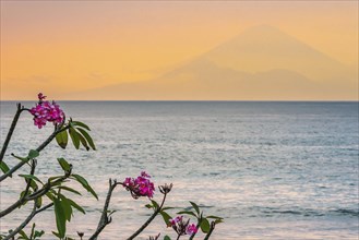 Frangipani (Plumeria) with view from Lombok to Bali, plant, shrub, flora, garden, botany,