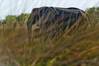 Elephant (Loxodonta africana), mother elephant with child photographed through reeds on the bank,