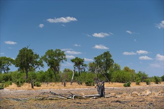 Dried out riverbed and landscape, drought, heat, dryness, climate change, global warming, panorama,