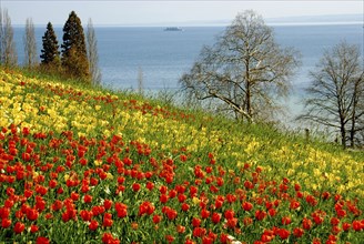 Tulip blossom, Überlingen, Lake Constance, Mainau Island, Germany, Europe