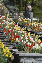 Tulip blossom, Mainau Island, Lake Constance, Mainau Island, Germany, Europe