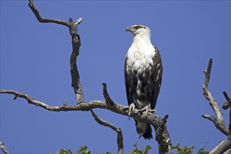 Lesser spotted eagle, (Haliaetus vocifer) Lesser spotted eagle uncoloured, on perch, Caprivi,