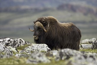 Musk ox, (Ovibos moschatus), Scandinavia