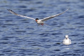 Common tern (Sterna hirundo) adult in breeding plumage in flight, fishing along the North Sea coast