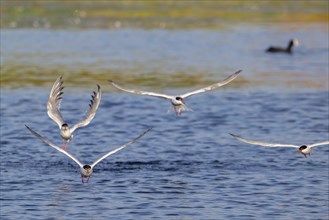 Four common terns (Sterna hirundo) in breeding plumage in flight, fishing in lake in summer