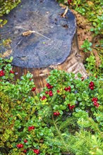 Red Lingonberry (Vaccinium vitis-idaea) growing by a tree stump on the forest ground at autumn