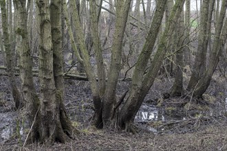 Alder quarry forest (Alnus glutinosa), Emsland, Lower Saxony, Germany, Europe