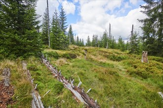 Vegetation with Norway spruce (Picea abies) and colored European blueberry (Vaccinium myrtillus) on