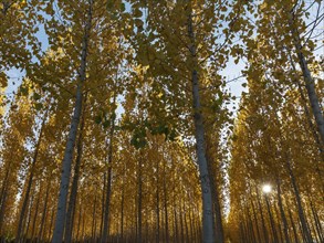 The setting sun shining through a forest of European Aspen (Populus tremula) in autumnal colours.