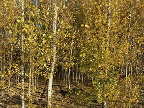 European Aspen (Populus tremula) in autumnal colours. Cultivated for timber. Drone shot. Granada