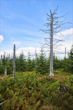 Vegetation with Norway spruce (Picea abies) and colored European blueberry (Vaccinium myrtillus) on