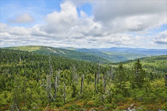 Vegetation with Norway spruce (Picea abies) and colored European blueberry (Vaccinium myrtillus) on