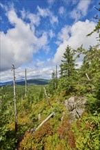 Vegetation with Norway spruce (Picea abies) and colored European blueberry (Vaccinium myrtillus) on