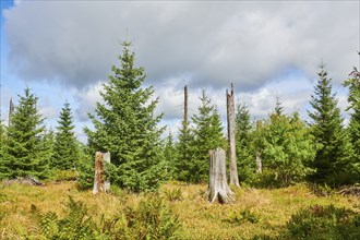 Vegetation with Norway spruce (Picea abies) and colored European blueberry (Vaccinium myrtillus) on