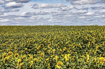 Sunflowers in a field, Landin