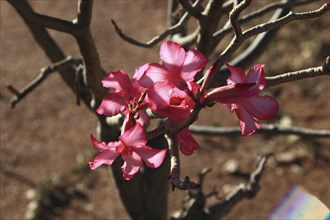 South Ethiopia, desert roses, Adenium, are a plant genus of the dogbane family, Apocynaceae, tree