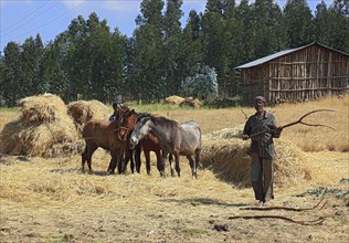 In the highlands of Abyssinia, in the Semien Mountains, Semien Mountains, field work, threshing