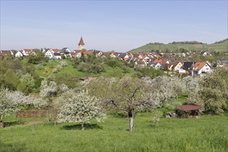 View of Korb-Steinreinach with church tower, meadow orchard, blossoming trees, Rems Valley,