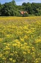 Common Ragwort (Jacobaea vulgaris), highly toxic plant in a meadow in Snogeholm, Sjöbo